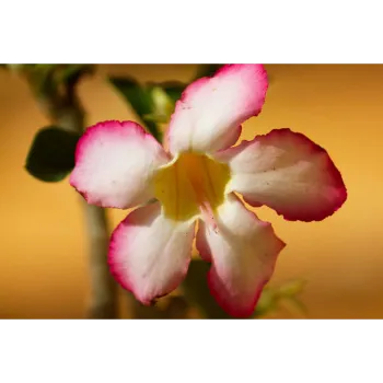 Adenium Plant
